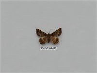 藏品(夜蛾336)的圖片